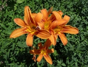 orange lily thumbnail
