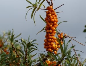 orange fruits thumbnail
