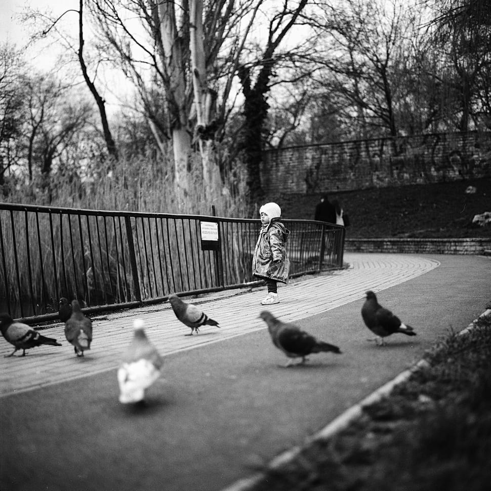 grayscale photography of child standing next to steel fence beside pigeons preview