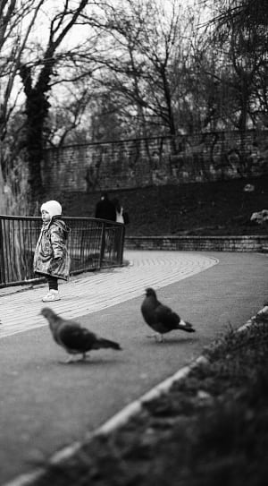 grayscale photography of child standing next to steel fence beside pigeons thumbnail