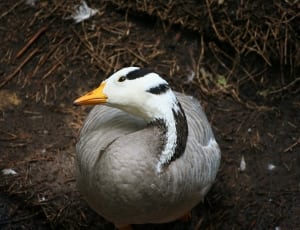 black gray and white duck thumbnail