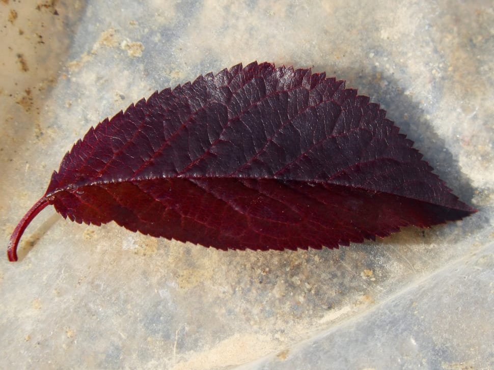 maroon elongated leaf preview