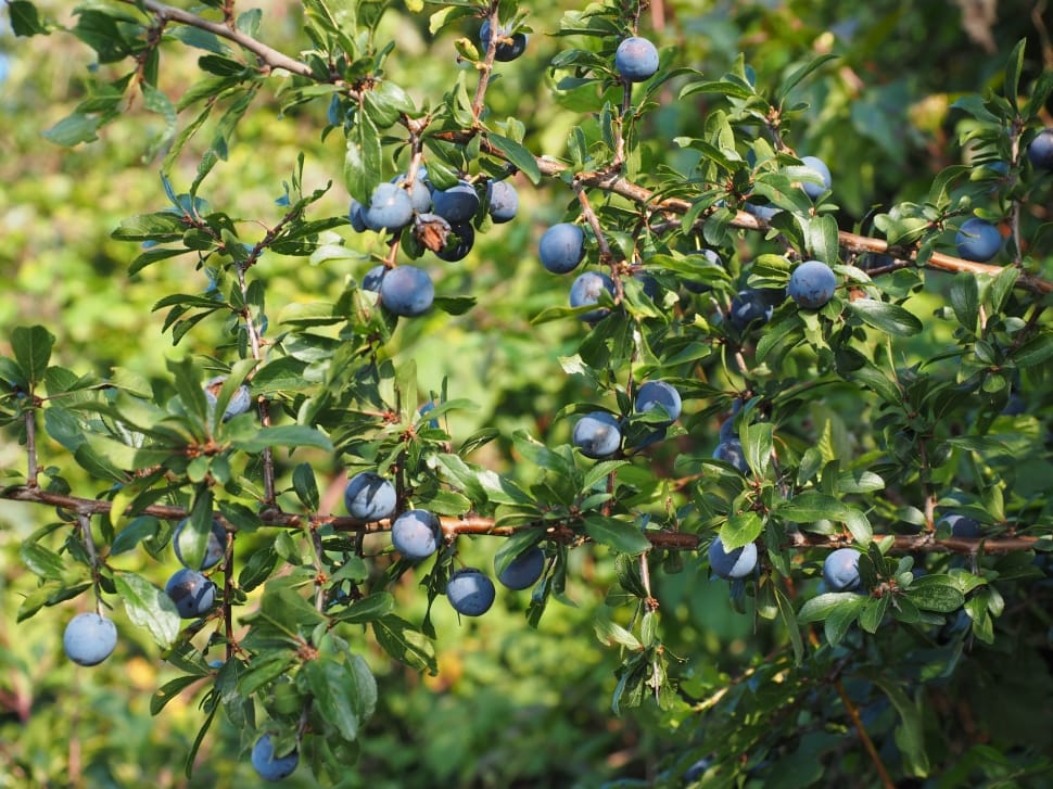blue blueberries preview