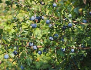 blue blueberries thumbnail