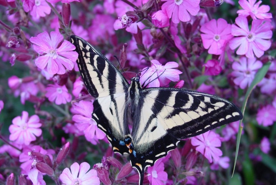 eastern tiger swallowtail butterfly preview