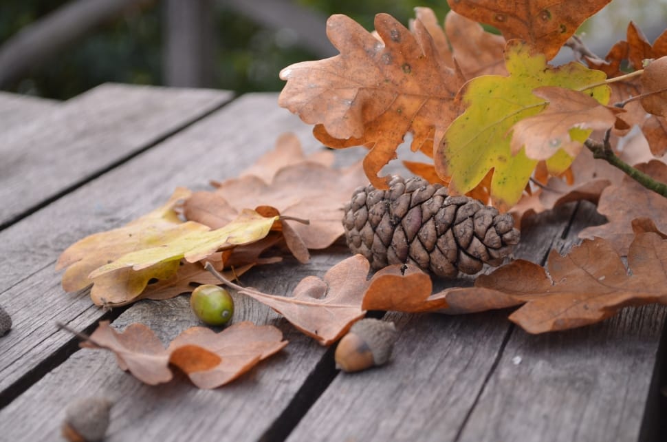 pine cone and dried leaves preview