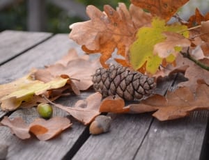 pine cone and dried leaves thumbnail