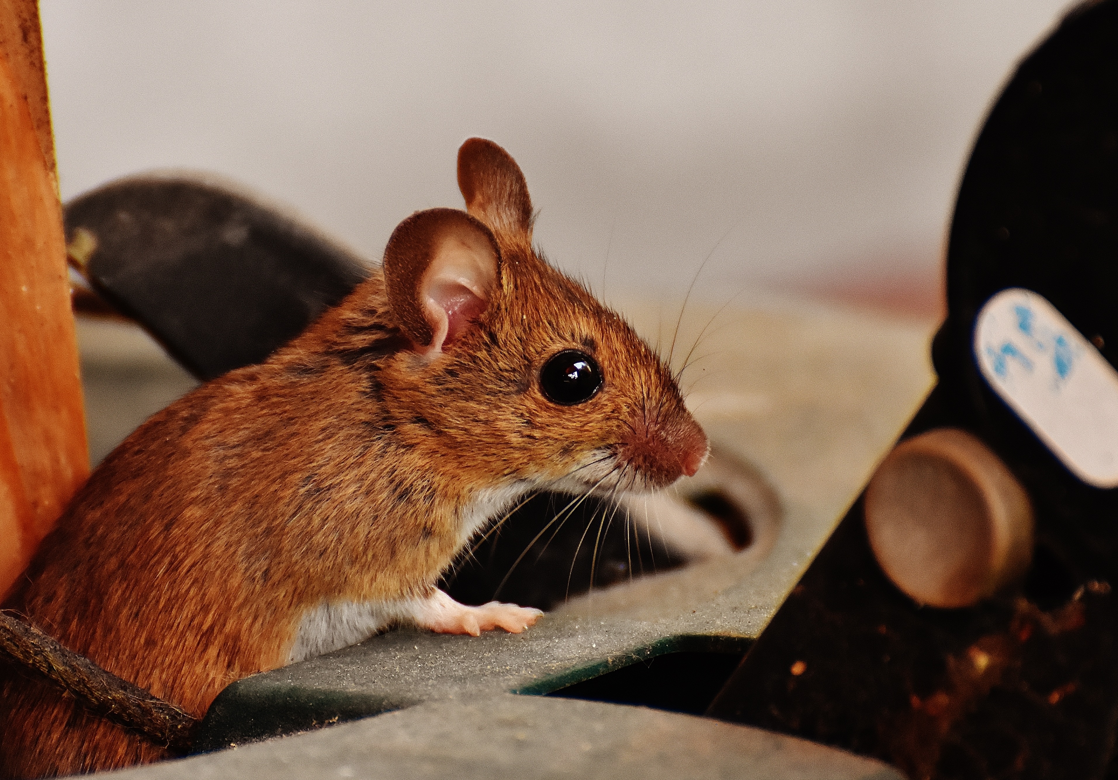Коричневые мыши. Восточноазиатская мышь Apodemus peninsulae Thomas, 1907. Рыжая мышь. Коричневая мышь. Рыжий мышонок.