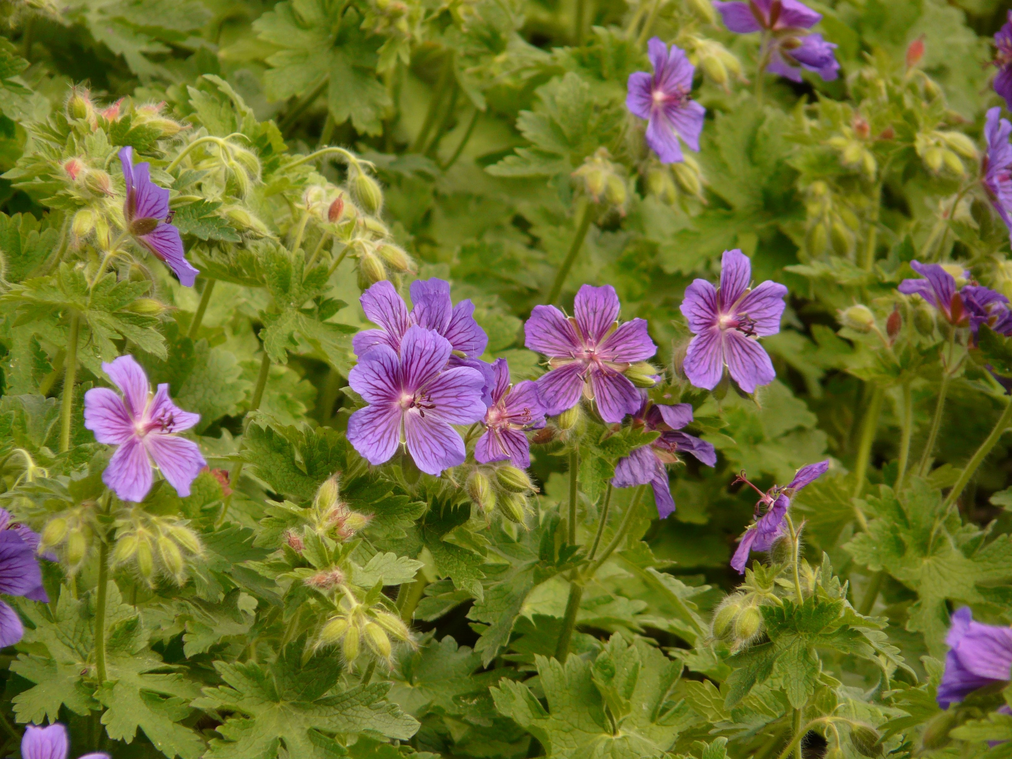 purple 5 petaled flower field