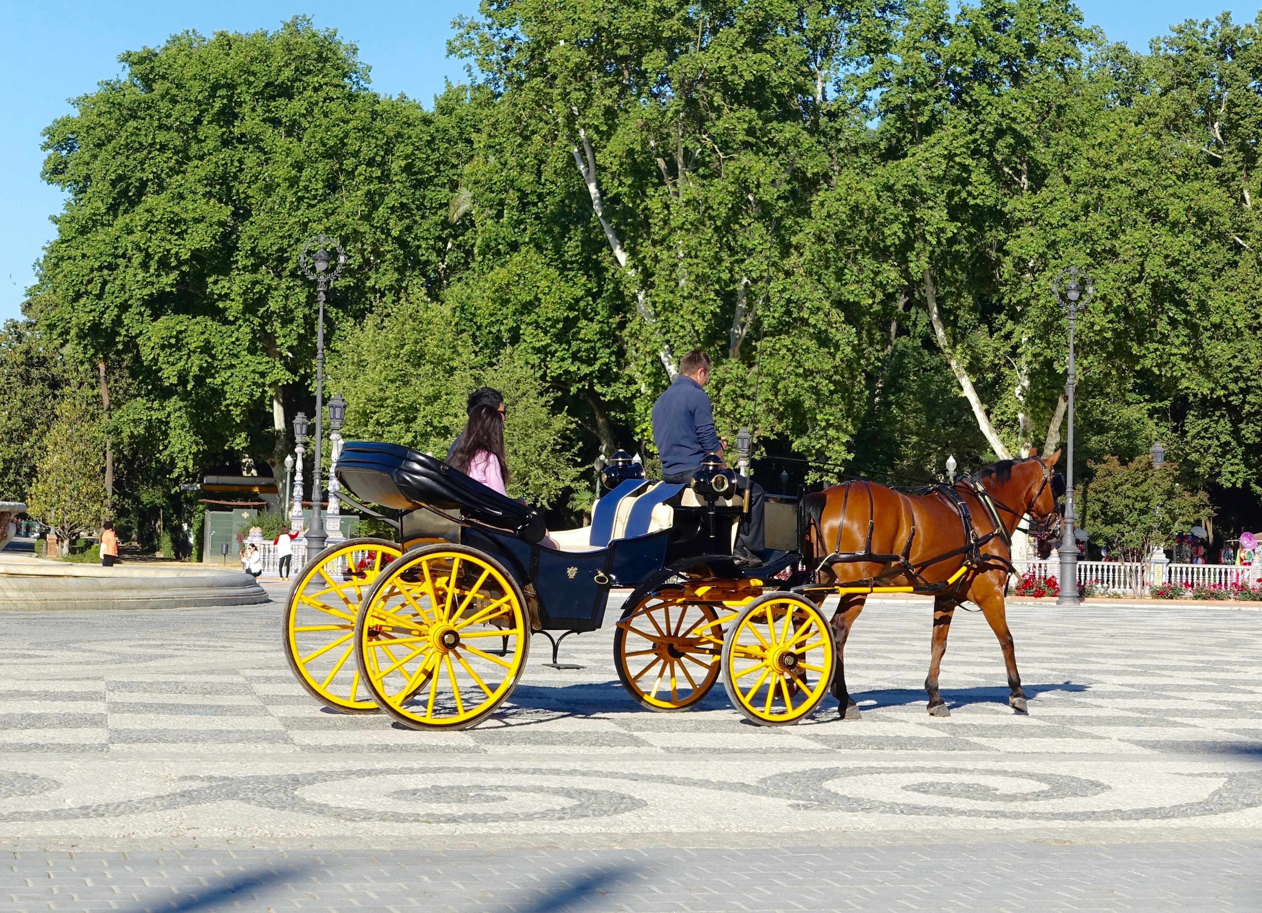 black wooden carriage with brown horse