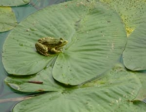 green frog and water lily plant thumbnail