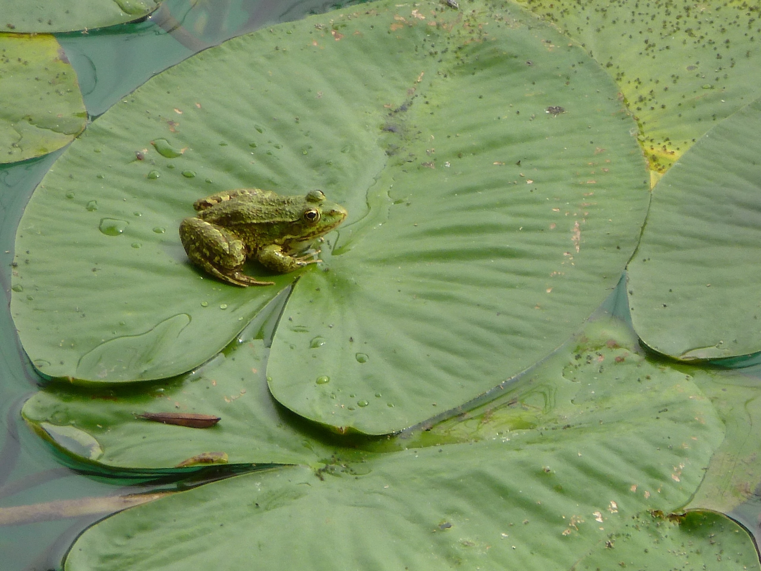 green frog and water lily plant