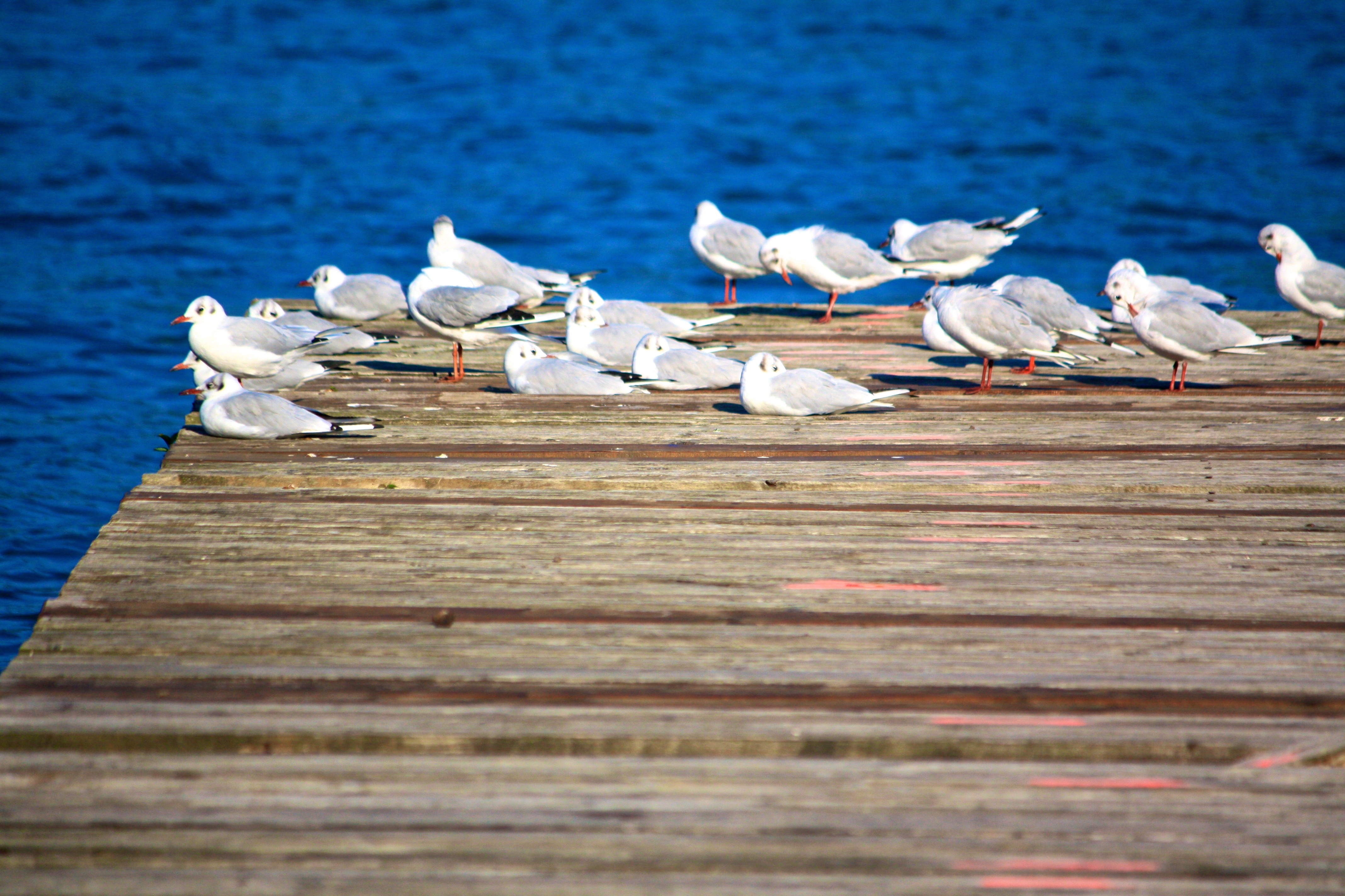 white flock of pigeons