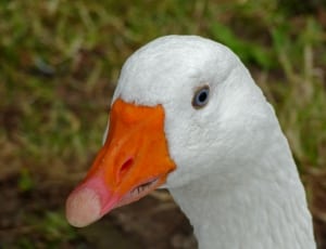 white and orange goose thumbnail