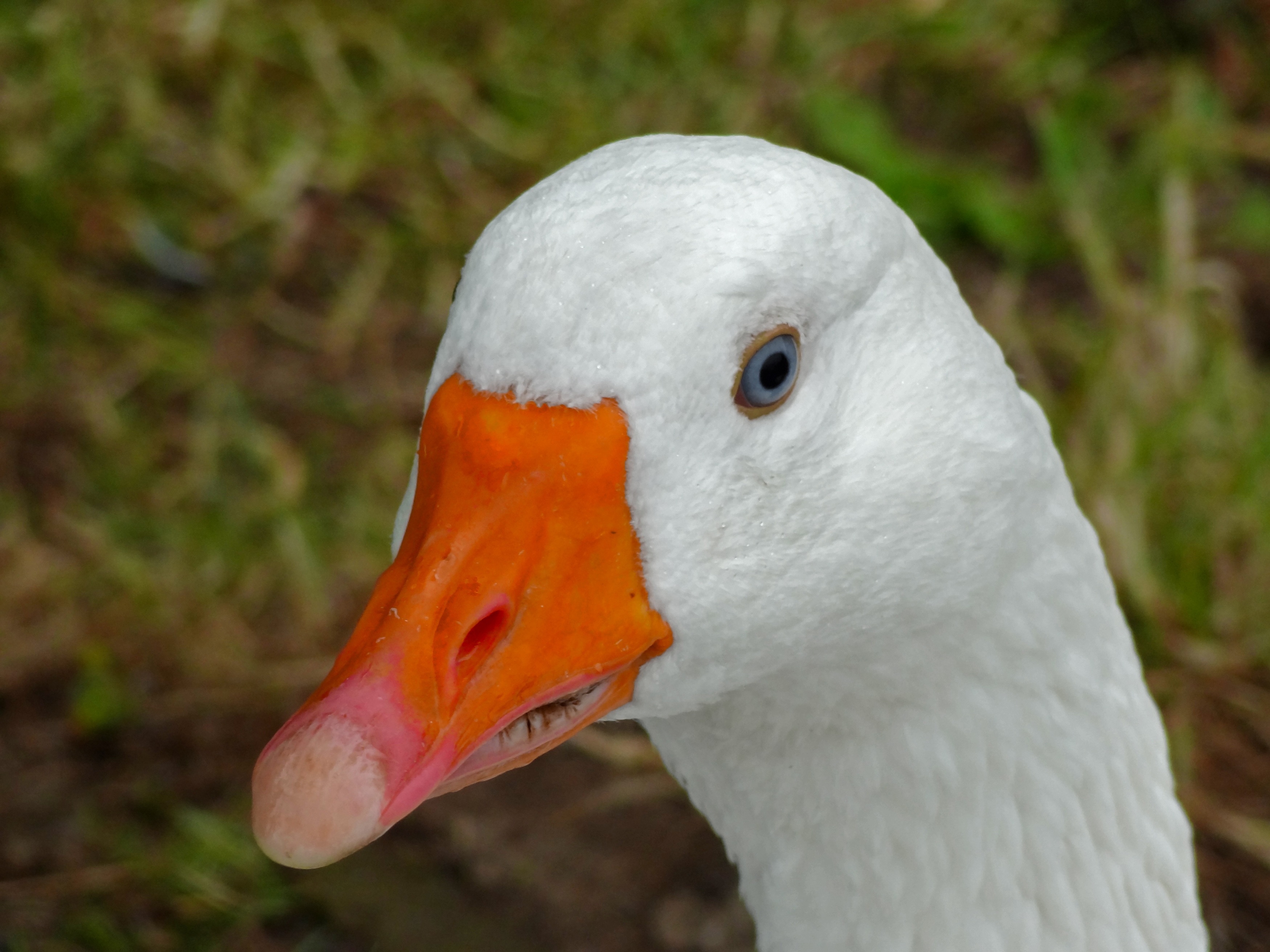 white and orange goose