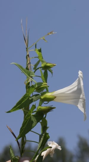 white flower with green leaves during daylight thumbnail