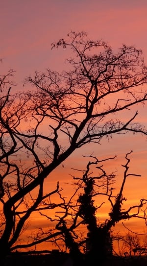 bare tree during sunset thumbnail
