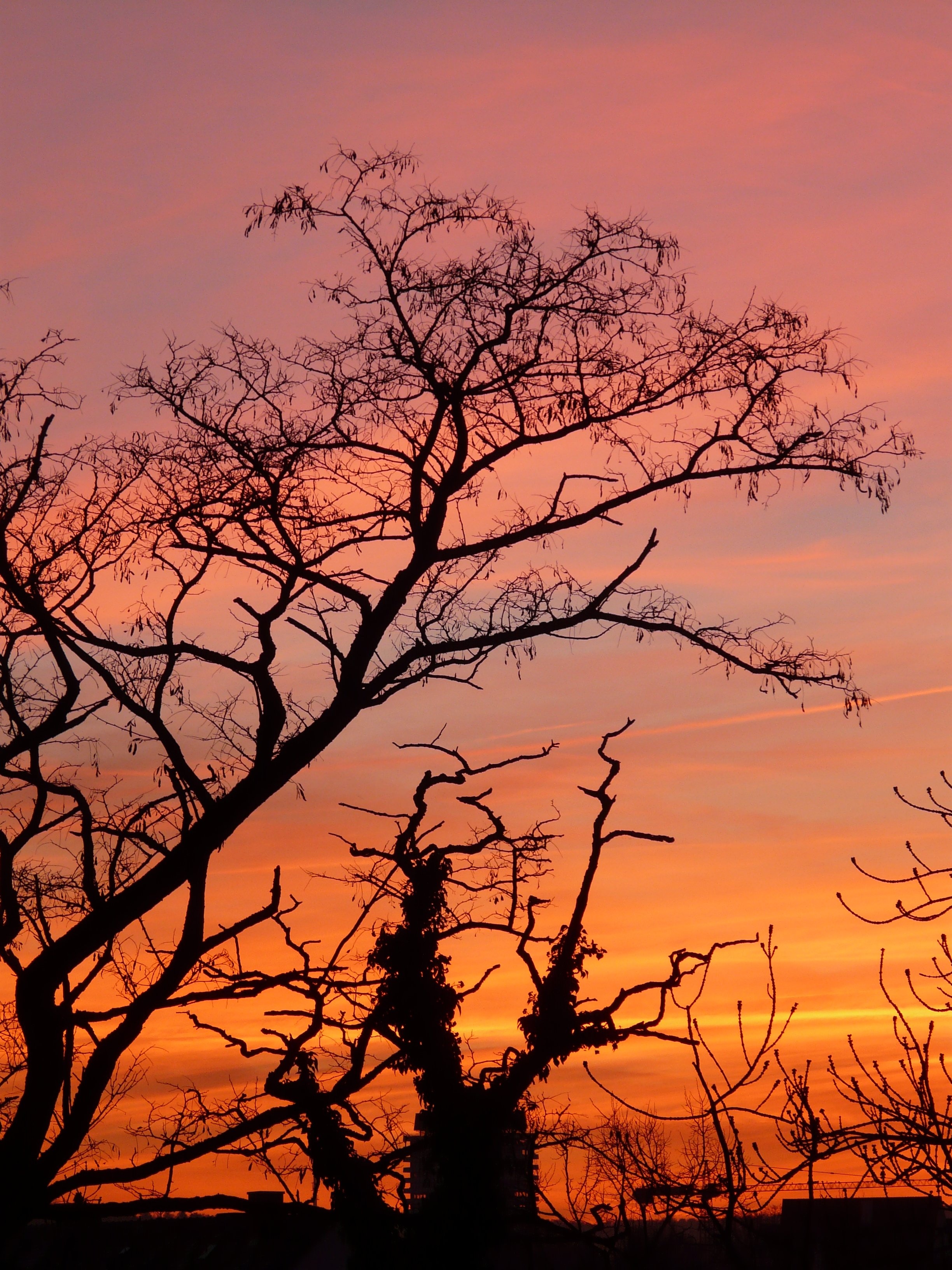 bare tree during sunset
