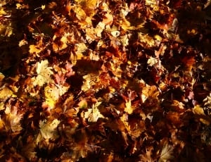 dried maple leafs thumbnail