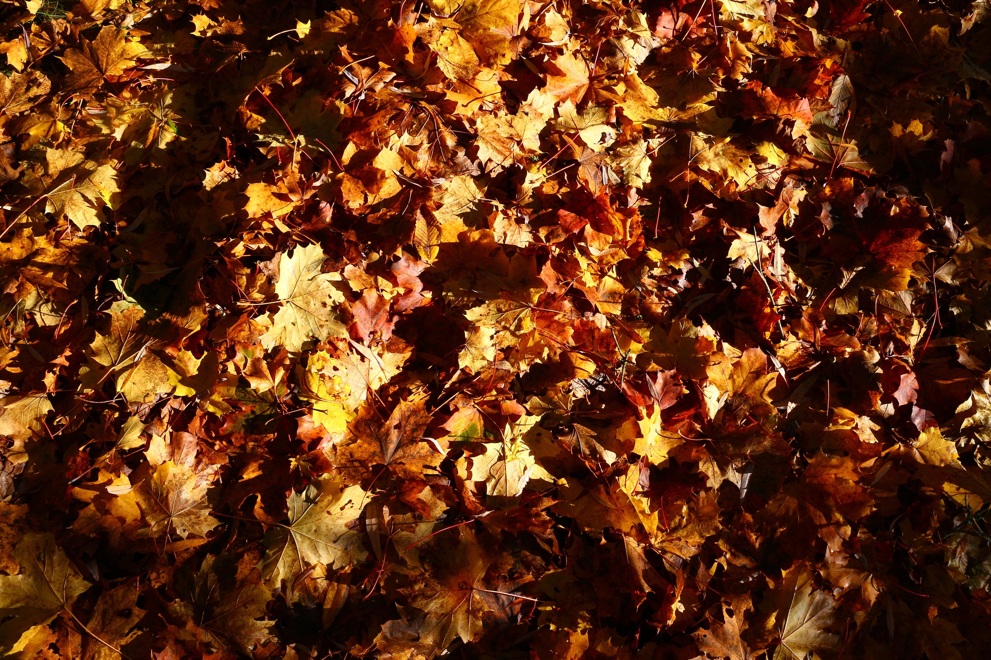 dried maple leafs