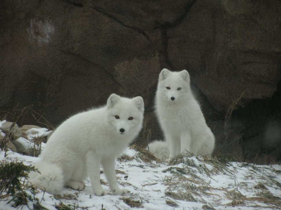 2 white foxes preview