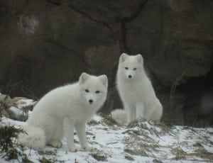 2 white foxes thumbnail