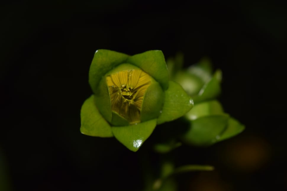green flower preview
