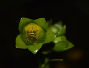 green flower thumbnail