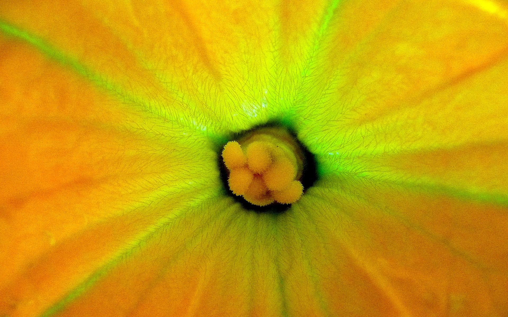 yellow flower bud close up photo