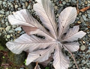 dried leaf on pebbles thumbnail