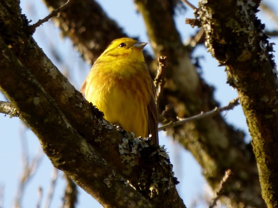 yellow and brown bird on tree branch on a sunny day preview