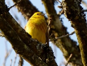 yellow and brown bird on tree branch on a sunny day thumbnail