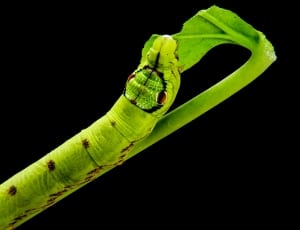 green caterpillar thumbnail