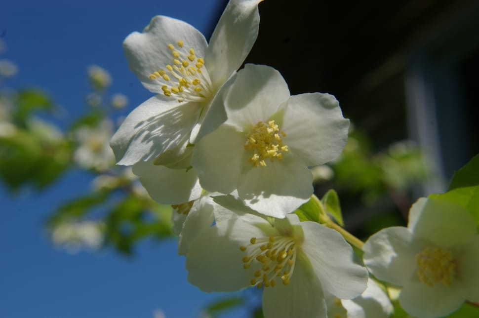 White Flower, Machurian Shrub, Flower, flower, white color preview