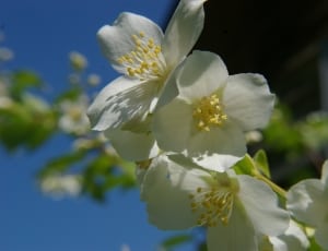 White Flower, Machurian Shrub, Flower, flower, white color thumbnail