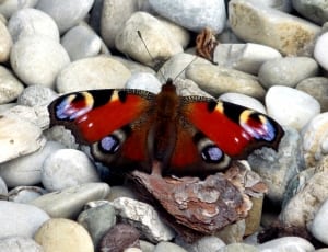 red black and white butteryfly thumbnail