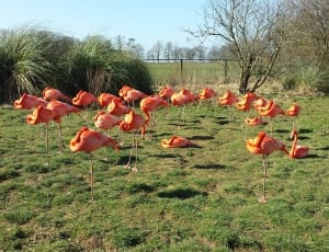 flock of pink flamingos thumbnail