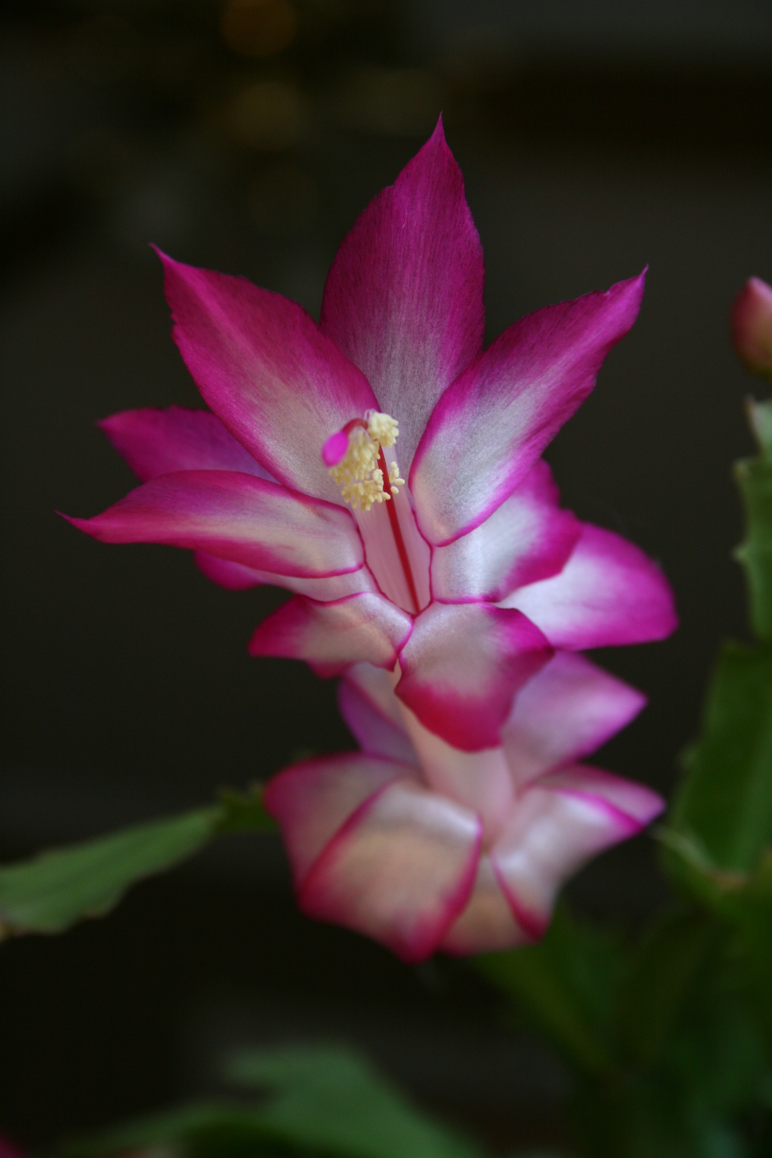 white and pink petal flower