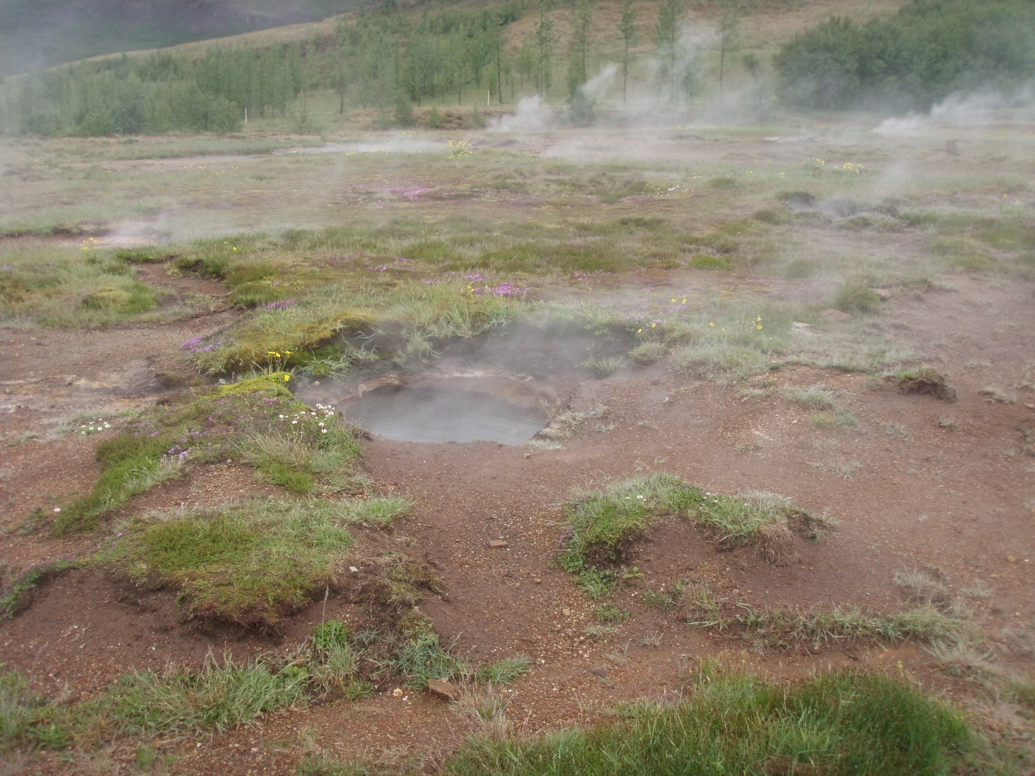 hot spring on ground near trees