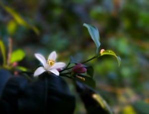 selective focus photography of white petaled flowers thumbnail