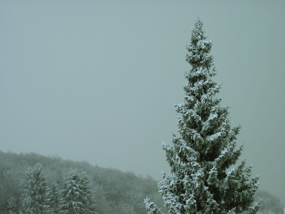 snow filled pine tree tip preview