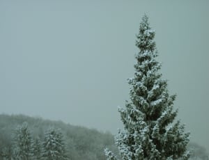 snow filled pine tree tip thumbnail