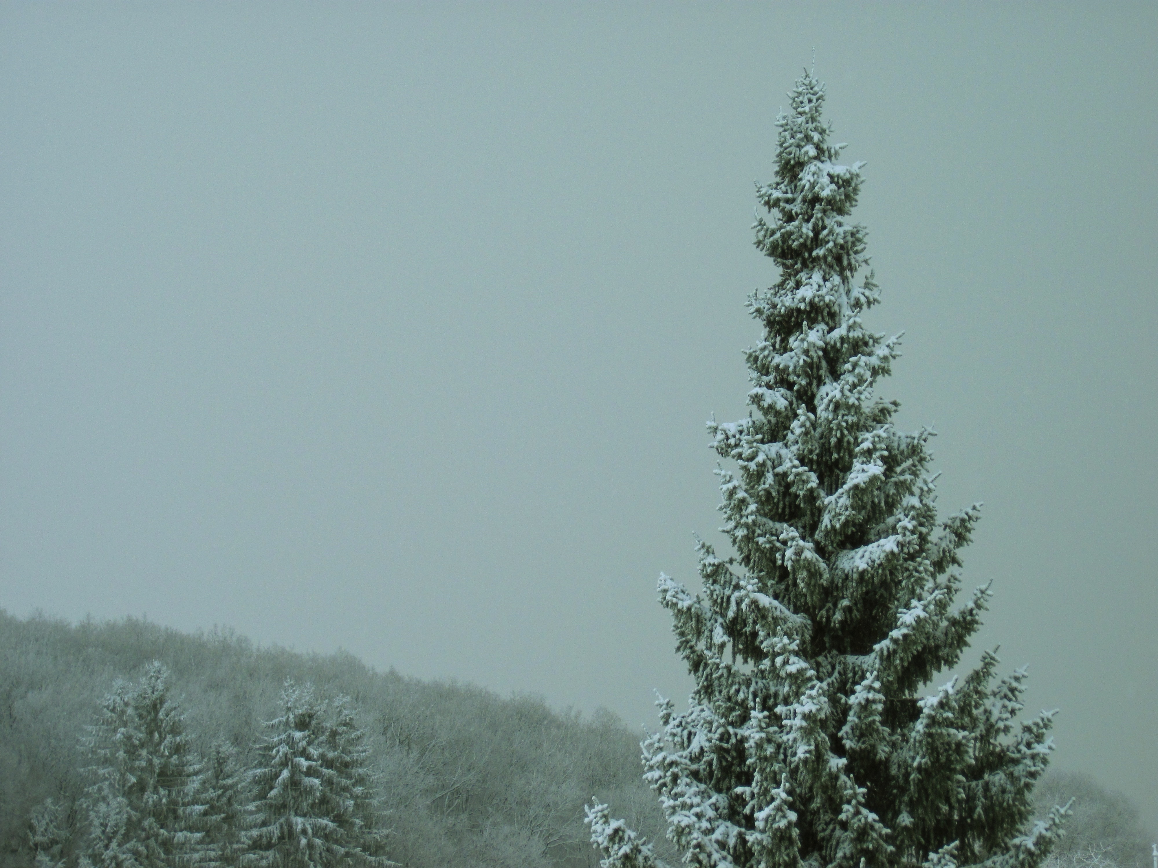 snow filled pine tree tip