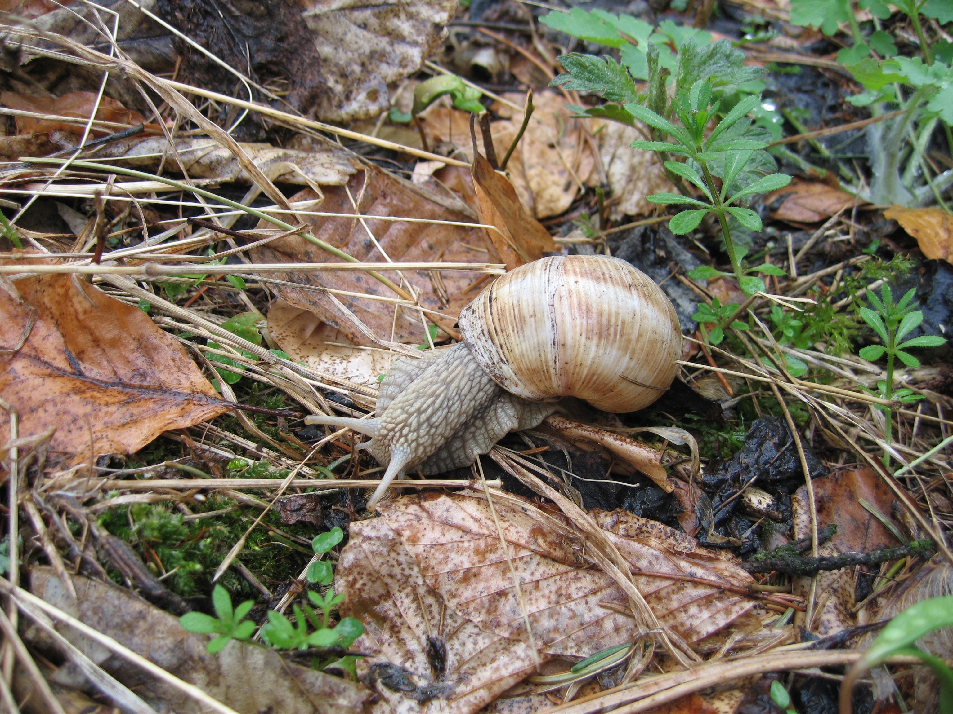 beige snail