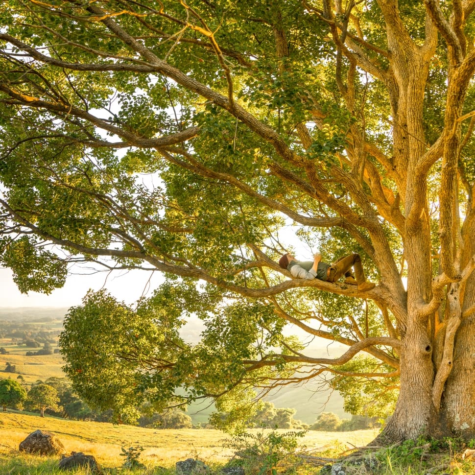 man laying on brown wooden tree branch preview