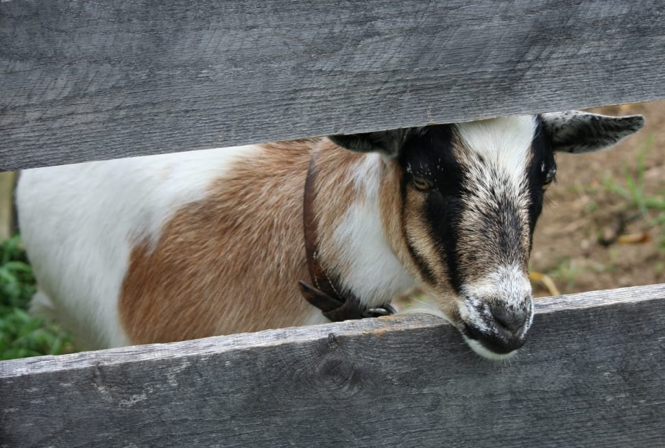 brown and white goat preview
