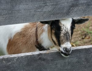 brown and white goat thumbnail