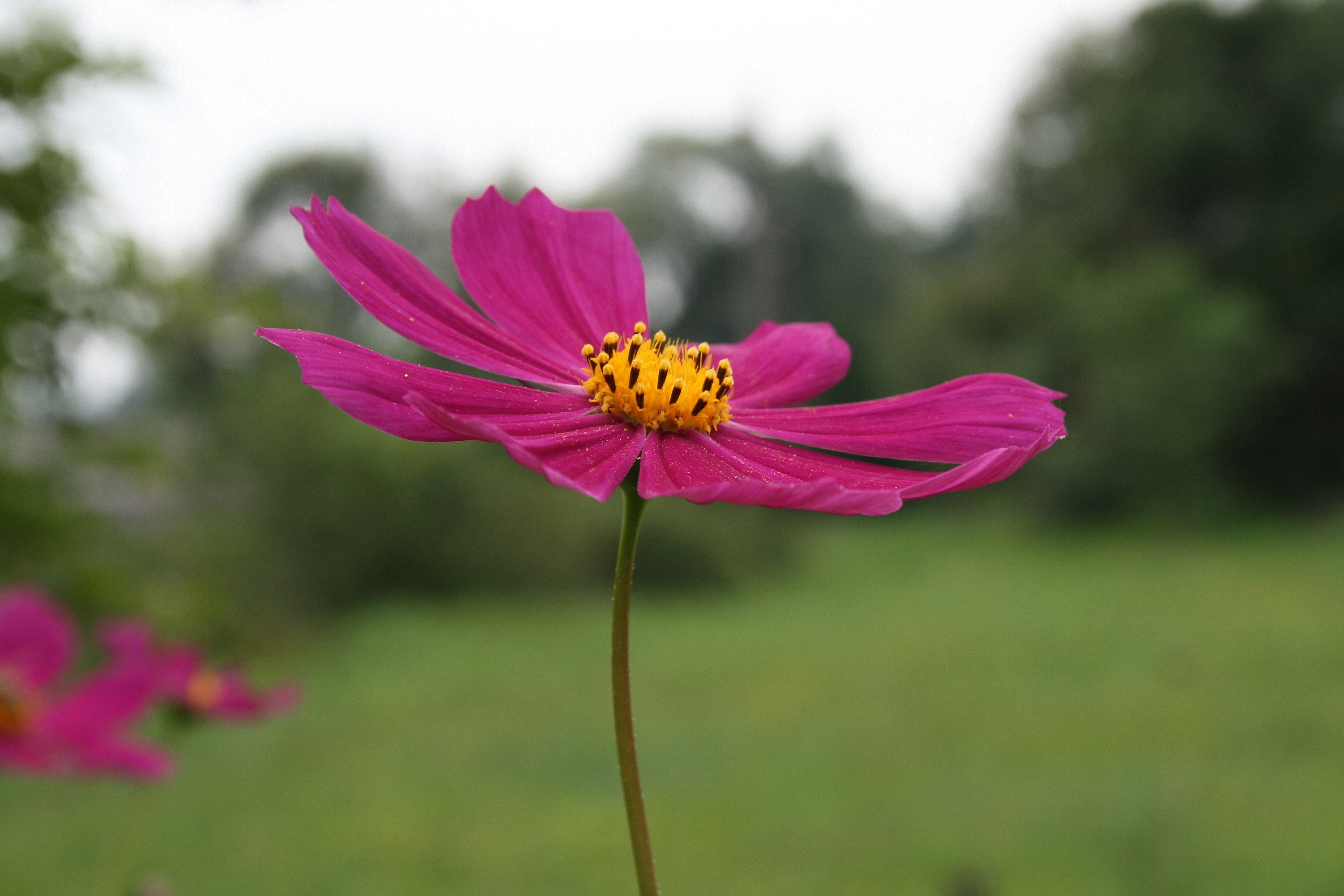 pink and yellow petaled flower