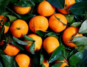 orange citrus fruit thumbnail