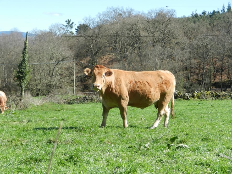 brown and white short coated cow in grass land during daytime preview